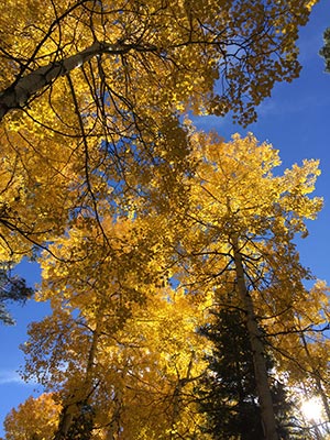 Aspen colors in the fall