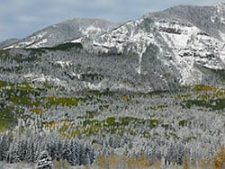 Fall colors in snow, Pagosa Springs